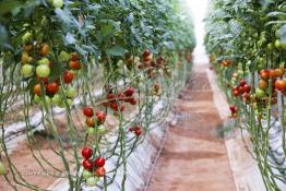 Image du Maroc Professionnelle de  Avec l'introduction des cultures sous abris serres, la région de Dakhla est devenue en très peu de temps célèbre pour ces productions de fruits et légumes destinés à l’export.  Sous d’immenses serres, la production des tomates en grappes bénéficie d’un climat phénoménalement ensoleillé, tempéré et régulier, Mardi 21 Novembre 2006. (Photo / Abdeljalil Bounhar) 